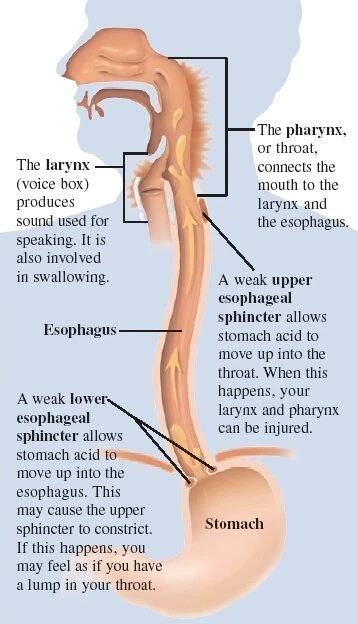 Illustration of the esophagus