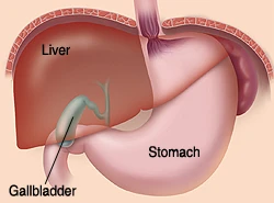 Liver, Stomach, and Gallbladder