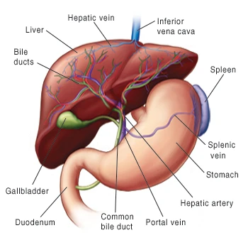 The Parts of the Liver and Nearby Organs