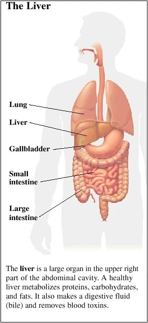 Illustration of the liver