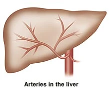 Arteries in the liver