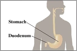 Illustration of the stomach and duodenum