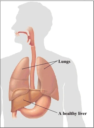 Understanding Cirrhosis