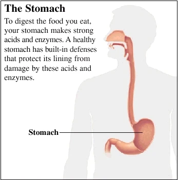 The Stomach