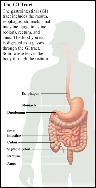 The GI Tract