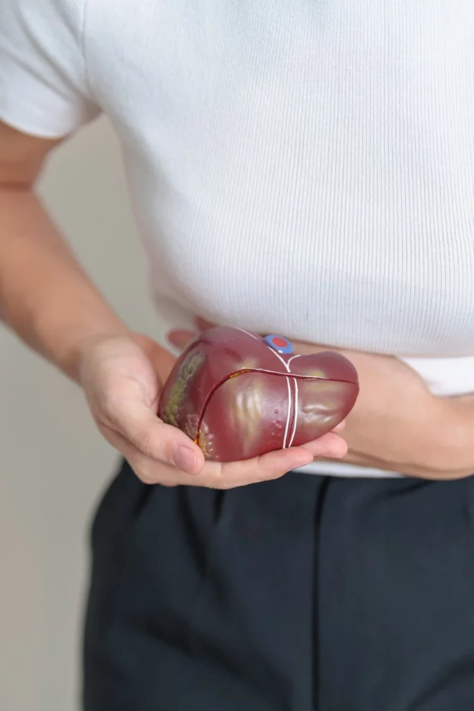 Woman holding human Liver anatomy model.